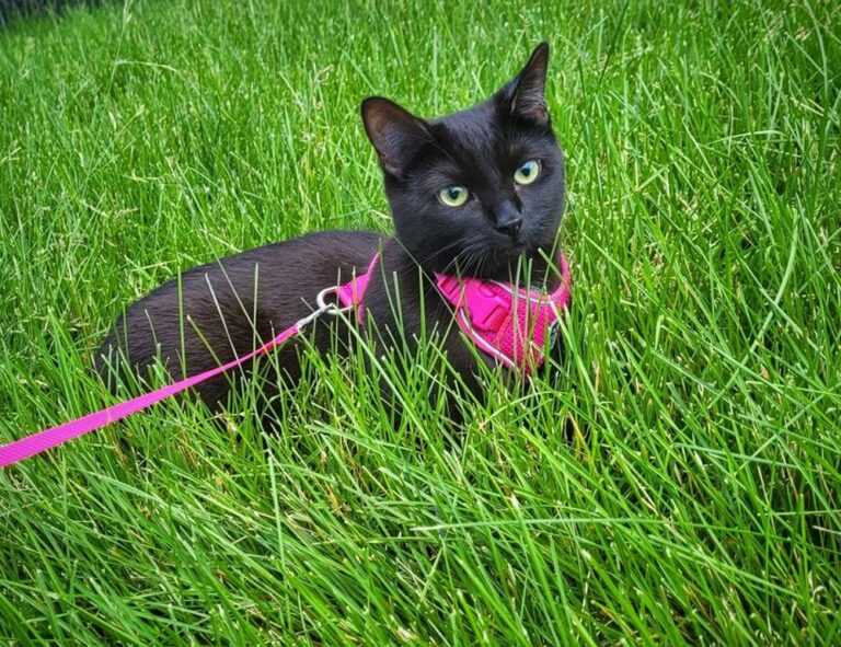 can vloweves be played as a team