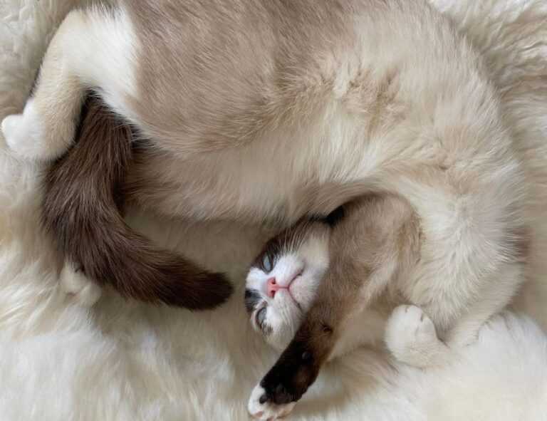 why xuirmejets share price going up